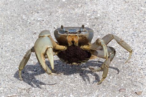 Sea crab - Brachyura. Read our Complete Guide to Classification of Animals. Crab Conservation Status. Near Threatened. Crab Locations. Africa. Asia. Central-America. Eurasia. Europe. North-America. Oceania. South-America. …